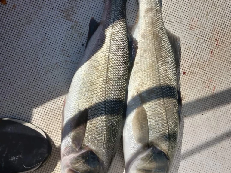 Alquiler de barcos Toulon barato de Vector 2200WA