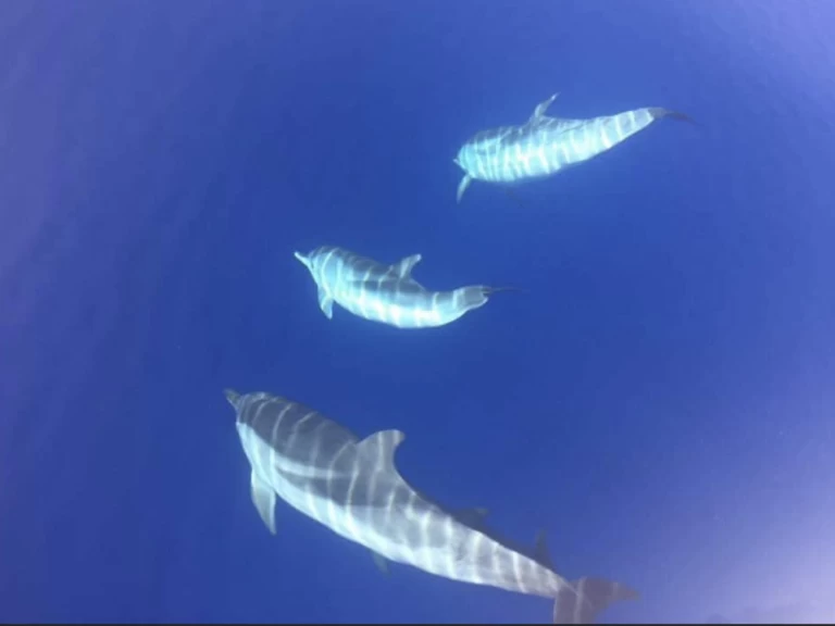 Alquiler Neumática en Porto-Vecchio - Lomac Adrenalina 9.5