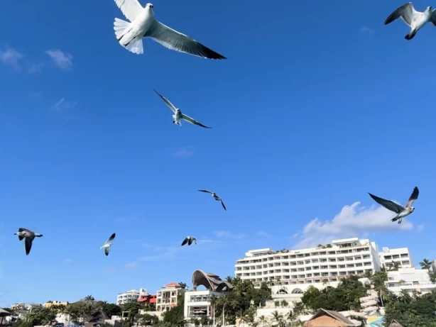 Sea Ray Sea Ray Flybridge de alquiler a Ciudad Cancún