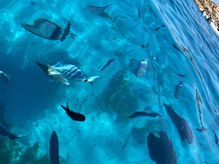 Alquiler Lancha en Porto Rotondo - Lomac Lomac 500 OK