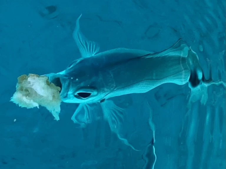 Alquiler de embarcaciones Lomac Lomac 500 OK enPorto Rotondo en Samboat