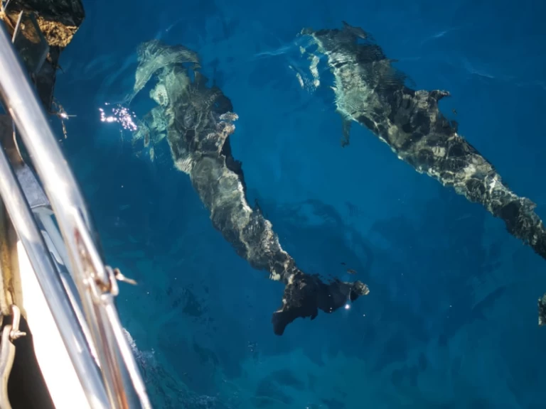 Alquiler Velero Hanse con o sin  título de navegación