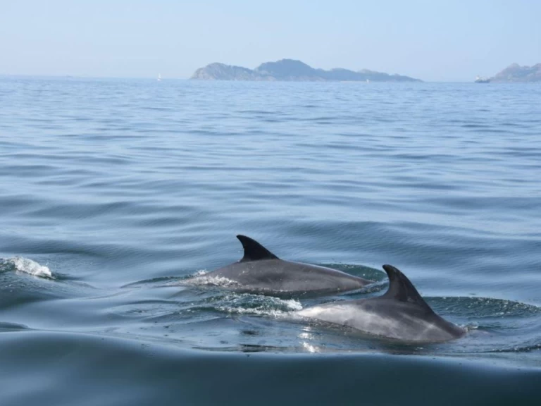 Alquiler de Velero, con o sin patrón Bavaria Puerto Deportivo de Baiona
