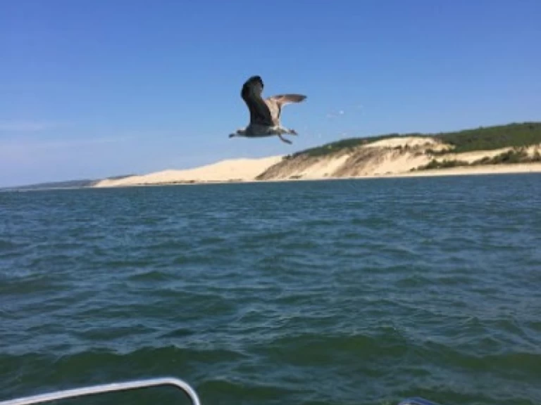 Alquiler Lancha Bénéteau con o sin  título de navegación
