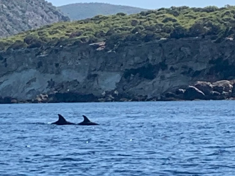Alquiler Lancha Assos Marine con o sin  título de navegación