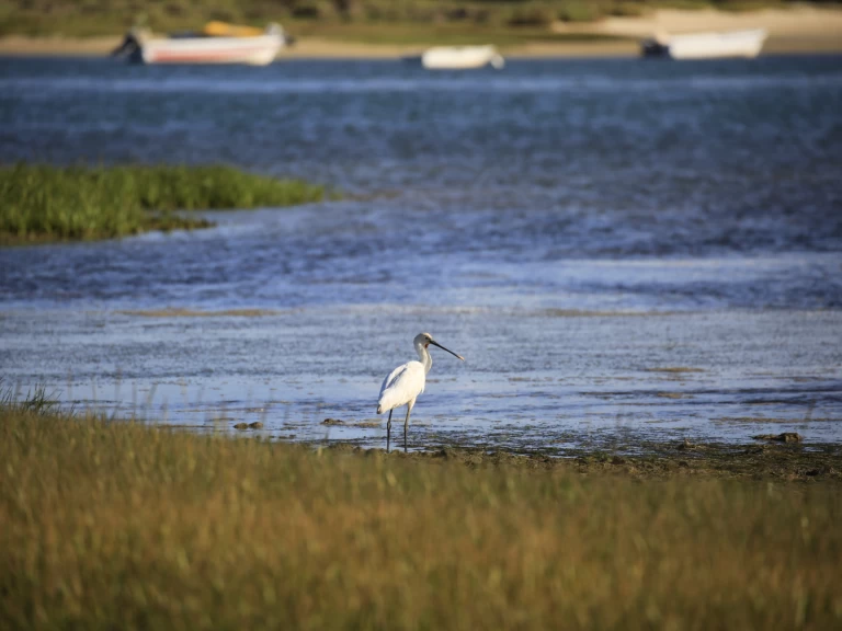 Alquiler de Cheetah Marine WOW 8.9 en Faro