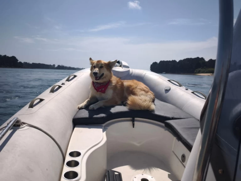 Alquiler de Neumática, con o sin patrón Zodiac Larmor-Baden