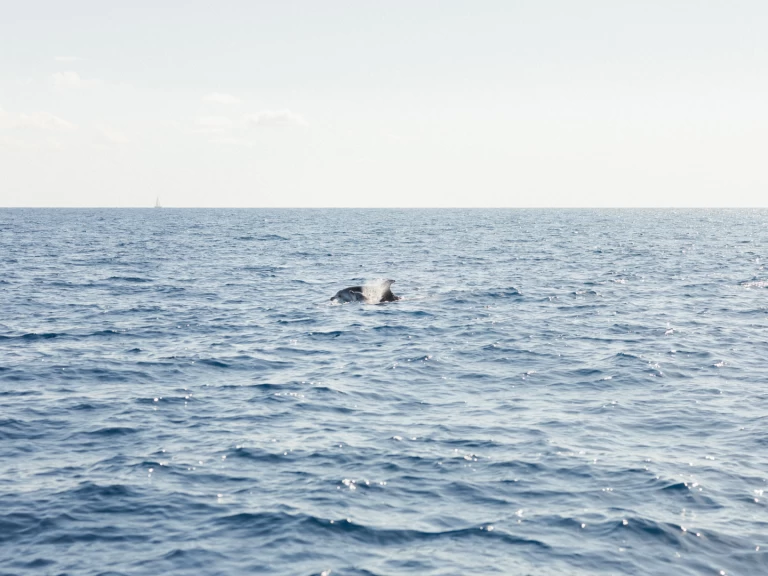 Alquiler de Jeanneau Sun Odyssey 409 Performance en Port d'Andratx