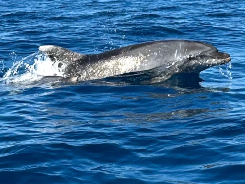 Alquiler de Nuova Jolly NJ 630 GT en Saint-Cyprien