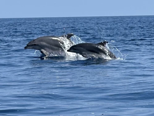 Rascala Fm17 de alquiler a Saint-Cyprien