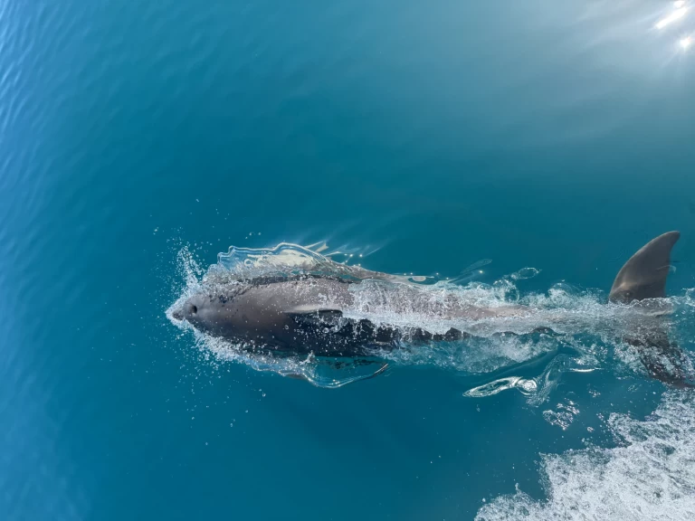 Alquiler Lancha Unico con o sin  título de navegación