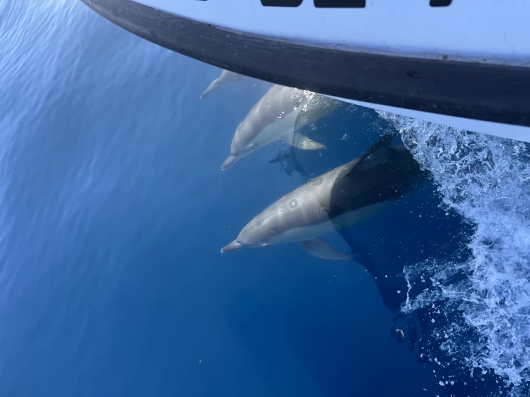 Lancha para alquilar Benalmádena al mejor precio