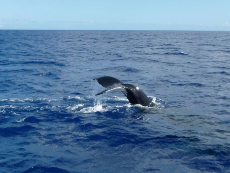 CeyCat catamaran de alquiler a Trincomalee
