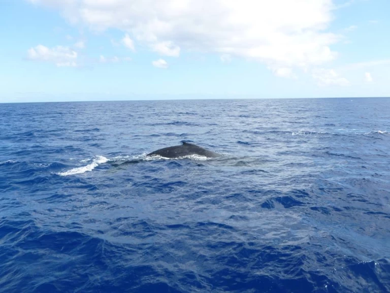 Alquiler Velero en Trincomalee - CeyCat catamaran