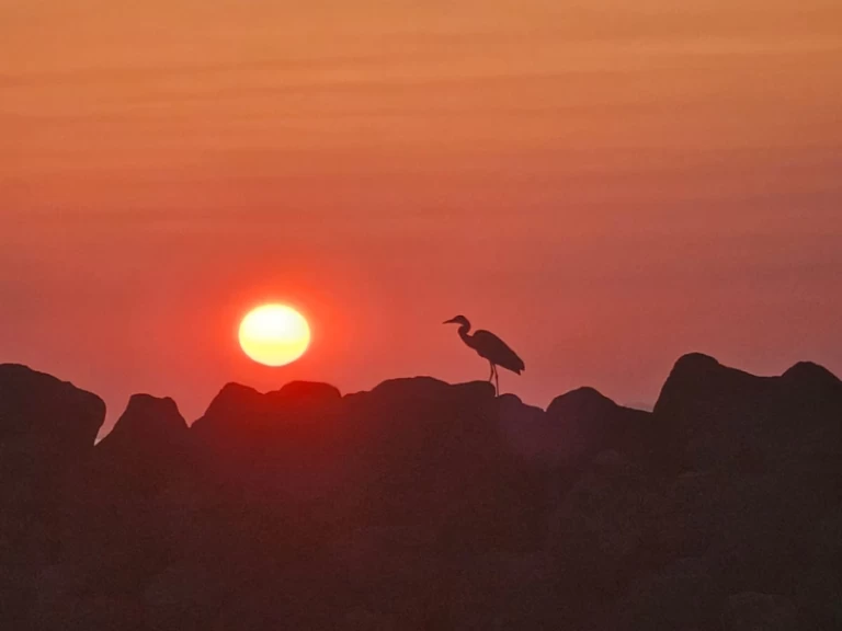 Alquiler de embarcaciones Marco 26 enOía en Samboat