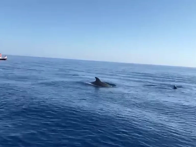 Alquiler de Clear aries en Argelès-sur-Mer