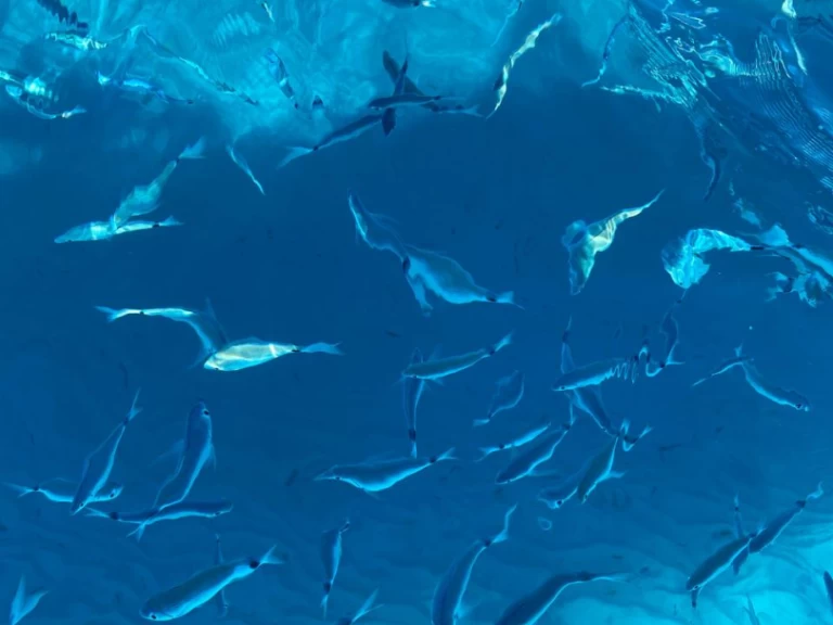 Neumática para alquilar Villasimius al mejor precio