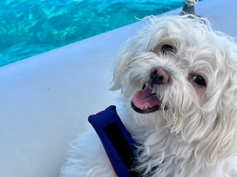 Alquiler Villasimius - Italboats Predator 500 en SamBoat