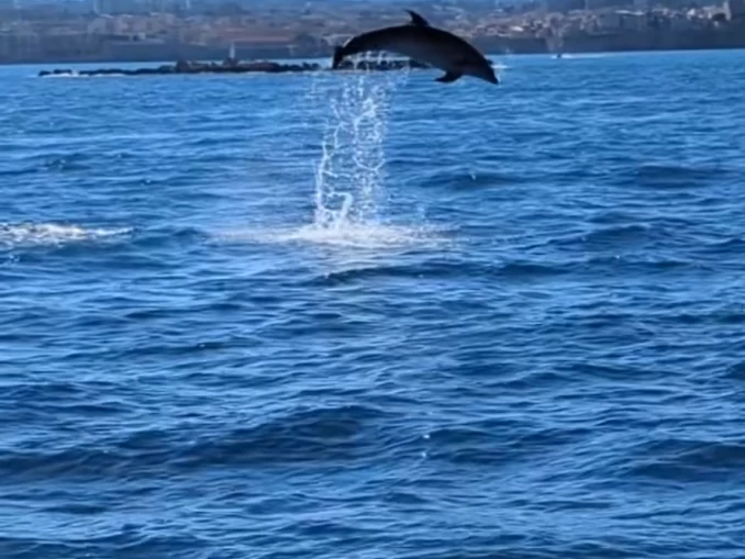Alquiler Lancha Navan con o sin  título de navegación