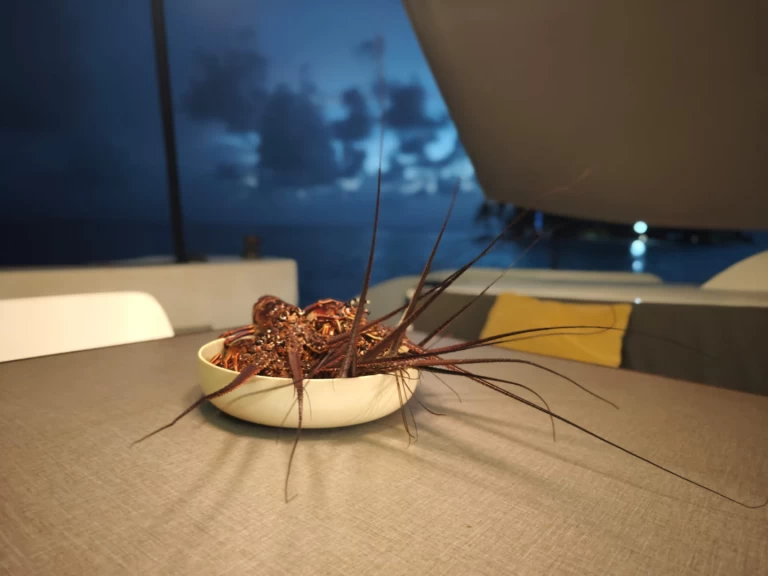 Alquiler Catamarán Oyacht con o sin  título de navegación