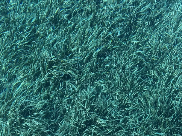 Alquiler Saint-Tropez - Jeanneau Merry Fisher 1095 en SamBoat