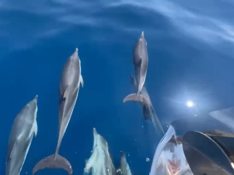 Alquiler Yate de lujo en Saint-Tropez - Jeanneau Merry Fisher 1095