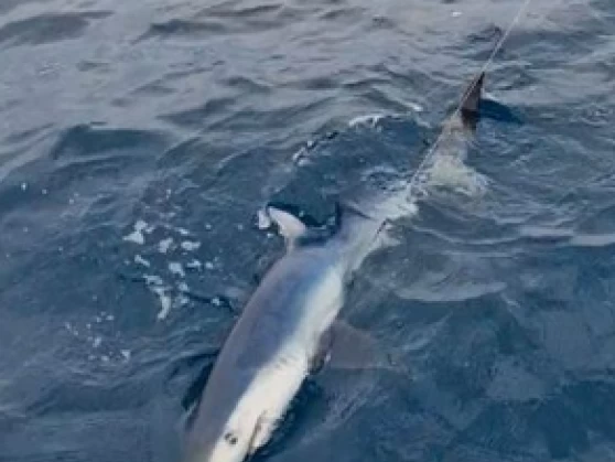 Alquiler Lancha Ocqueteau con o sin  título de navegación