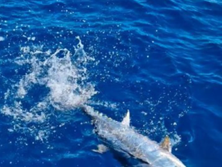 Lancha para alquilar Saint-Gilles les Bains al mejor precio