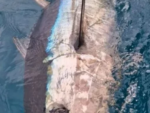 Ocqueteau Ostrea 700 T-Top de alquiler a Saint-Gilles les Bains