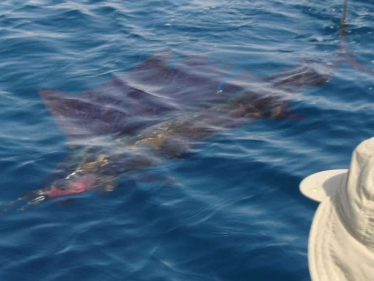 Alquiler Saint-Gilles les Bains - Ocqueteau Ostrea 700 T-Top en SamBoat