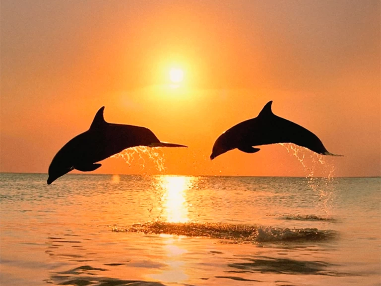 Alquiler de embarcaciones Naviplane 710 enBenalmádena en Samboat