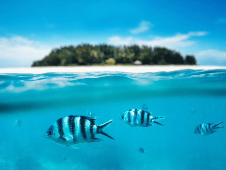 Alquiler Catamarán en Kendwa - Custom Made Custom made