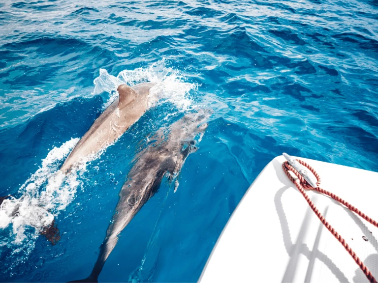 Alquiler de embarcaciones Custom Made Custom made enKendwa en Samboat