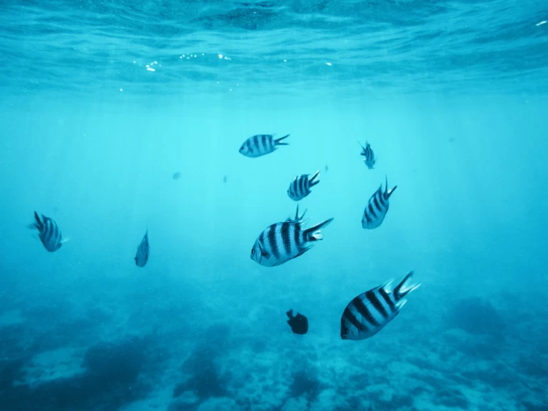 Alquiler Kendwa - Custom Made Custom made en SamBoat