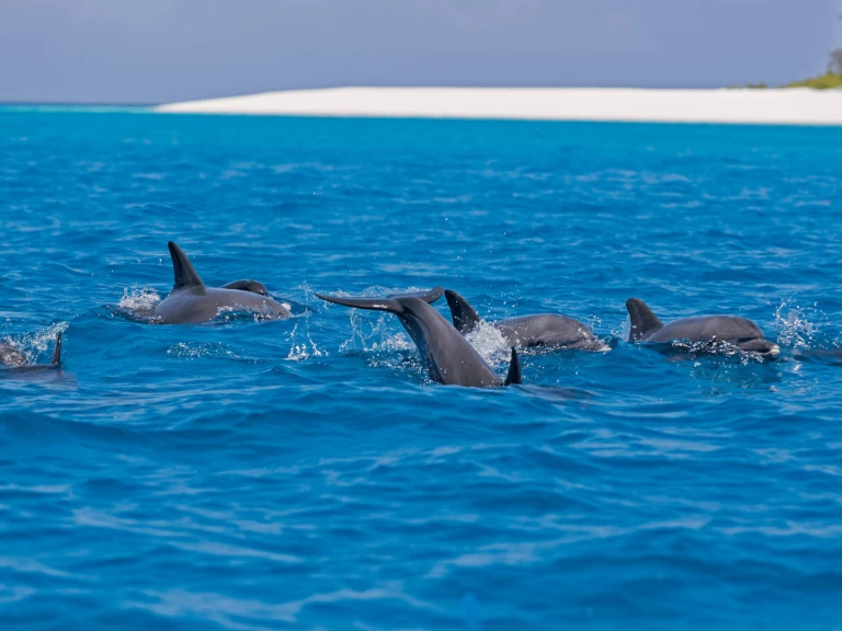Alquiler de barcos Kendwa barato de Custom made