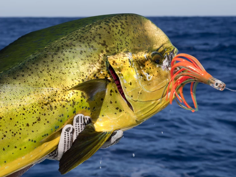 Alquiler de embarcaciones Custom Made Custom made enPunta Cana en Samboat