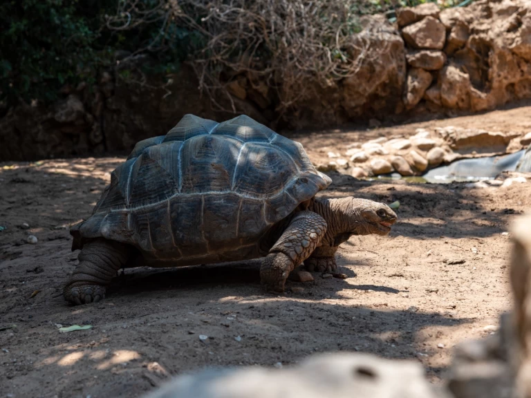 Alquiler de Velero, con o sin patrón Custom Zanzíbar