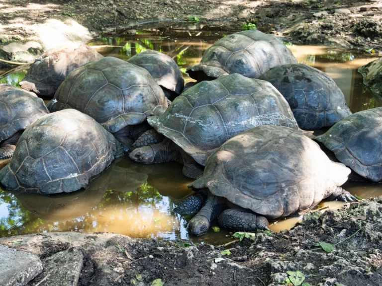 Custom Custom de alquiler a Zanzíbar