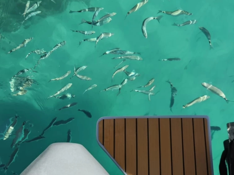 Alquiler Neumática Sacs con o sin  título de navegación