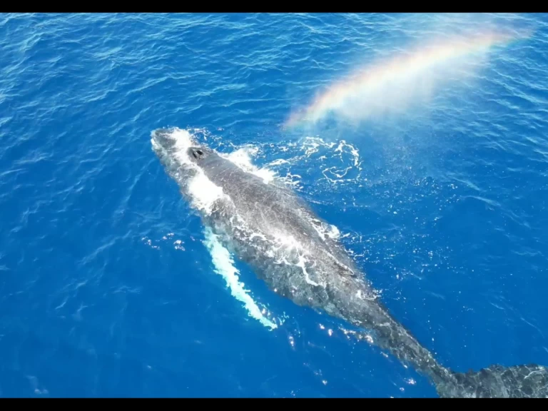 Velero para alquilar Le Gosier al mejor precio