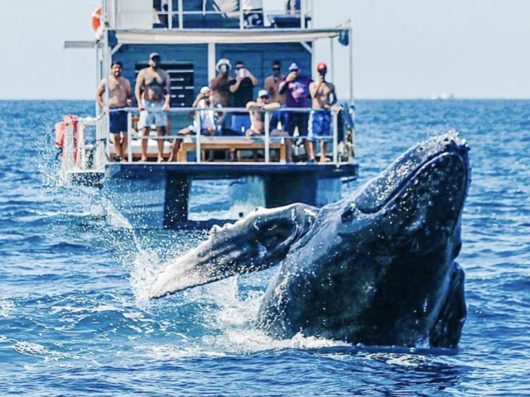 Alquiler de embarcaciones Custom Made 36 enCabo San Lucas en Samboat