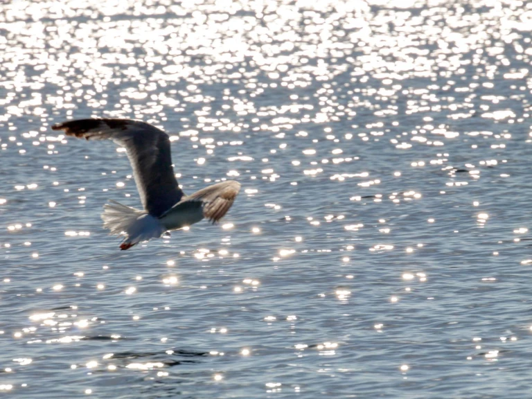 Alquiler Otranto - dolphin Dolphin 25 en SamBoat