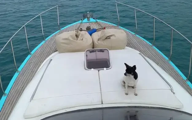 Custom Made de alquiler a Antalya (City)