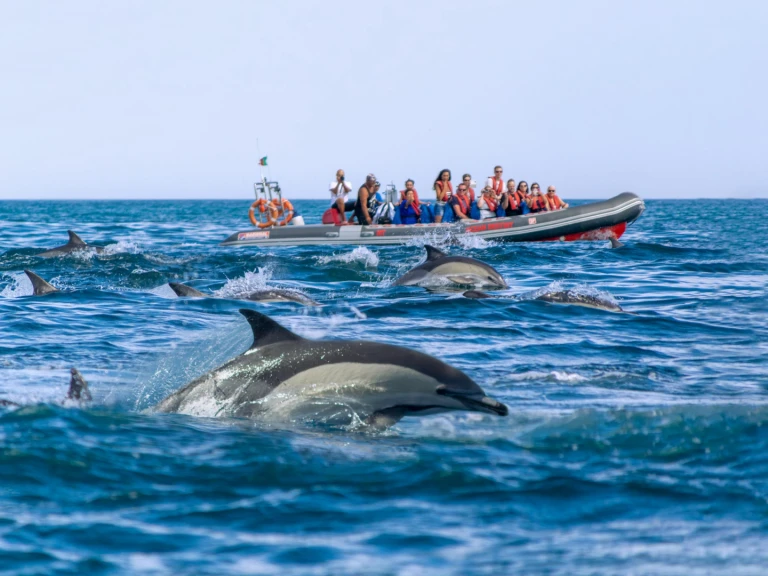 Narwhal 88 de alquiler a Lagos