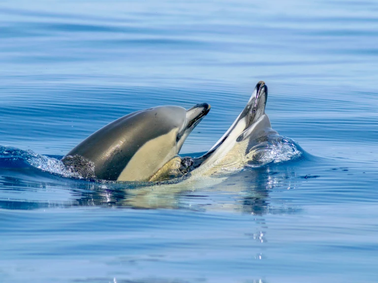 Alquiler Lagos - Narwhal 88 en SamBoat