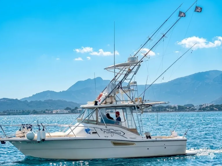 Alquiler de barcos Port de Pollença barato de 3100 open
