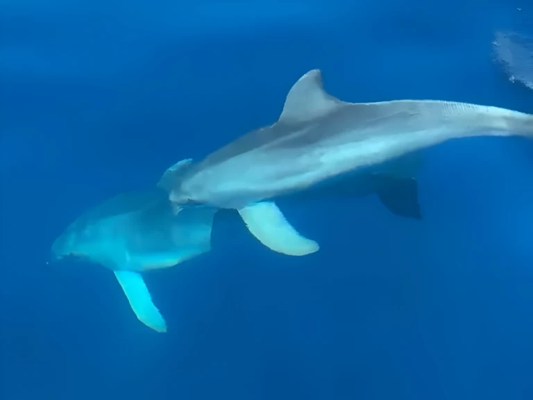 Alquiler de Neumática, con o sin patrón Marlin Boat Golfo Aranci