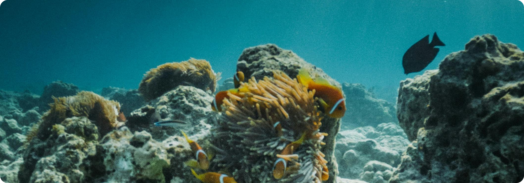 Fondation de la Mer - Océano