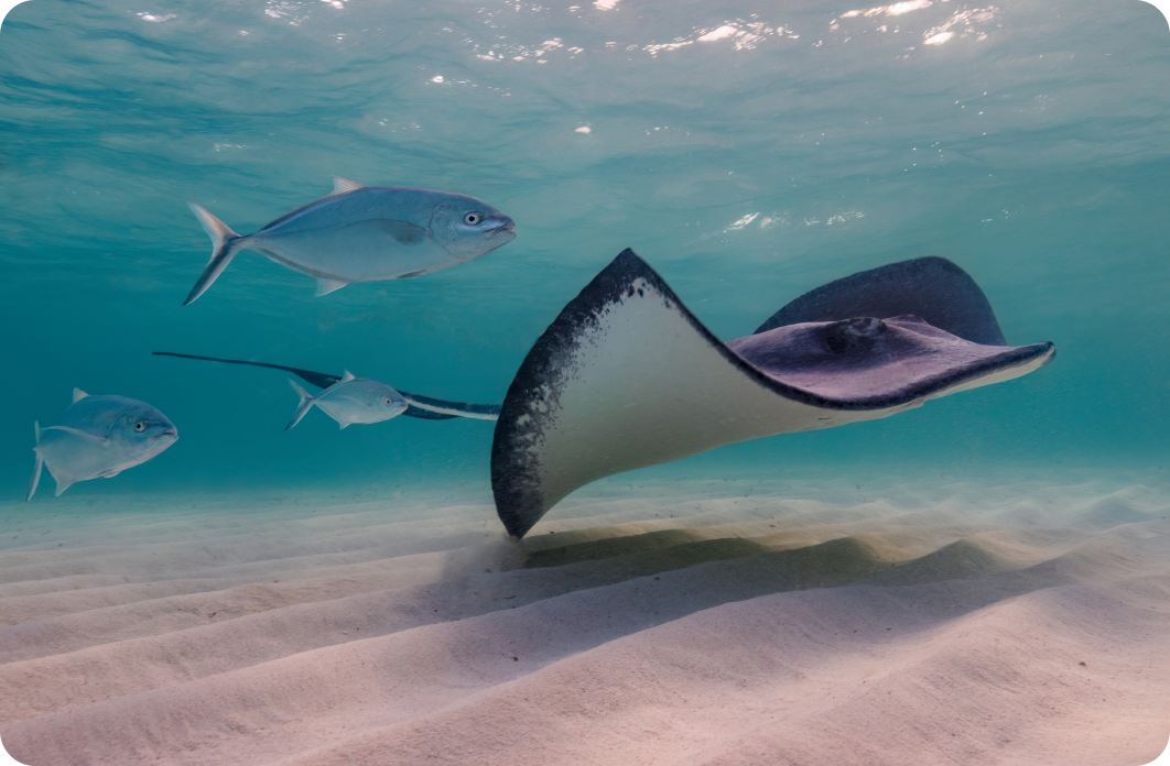 Preservación de las rayas y tiburones